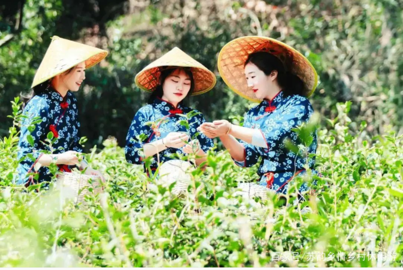 葉葉知春！無錫毫茶已經(jīng)開采