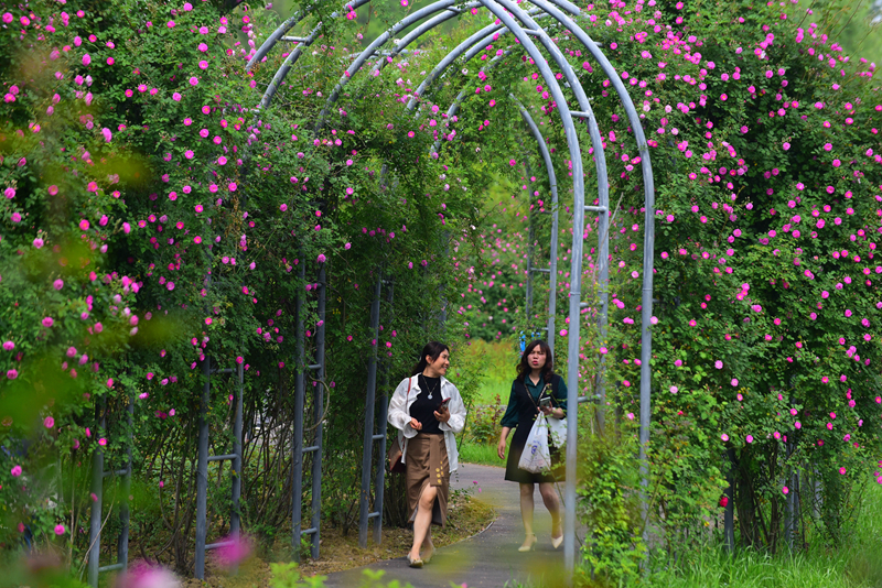 市民暢游在尚賢河玫瑰園盛開(kāi)的薔薇花海中