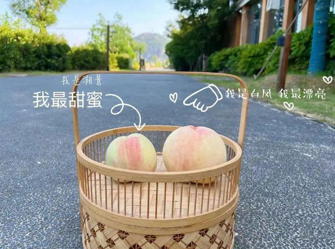 “大白鳳、小湖景”